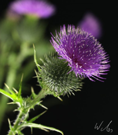 03011de1-169c-230x265.png