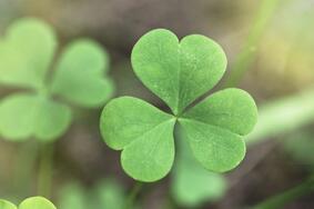 The real story of Saint Patrick | Times Higher Education (THE)