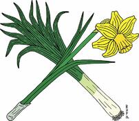 Leek and Daffodil Crossed Sticker by Richard Fay | Daffodils, Welsh symbols, National flower of wales