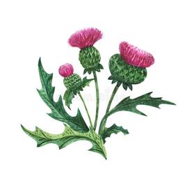 Scottish Wild Plants Boutonniere, Thistle Bouquet Stock Illustration - Illustration of frame, forest: 124380280