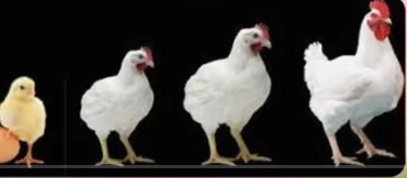 03011fn7-4891-375x164.png