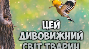 Дивовижний свiт тварин