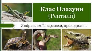 (Копія)  Плазуни (Рептилії) 