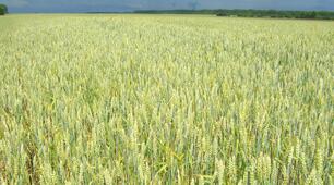 День стійкої гастрономії ООН
