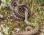 03011tl3-c4a3-151x120.png
