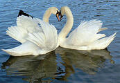 03011tm3-d465-173x120.jpg