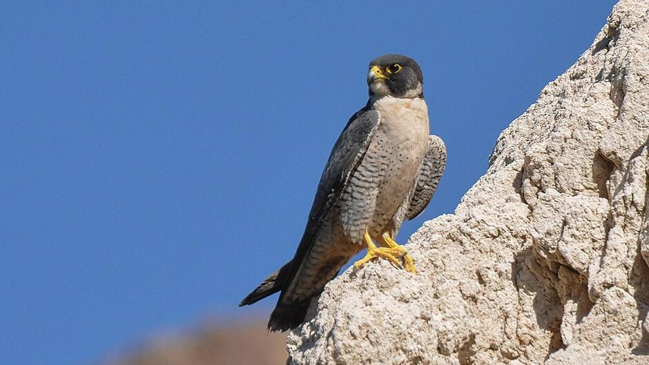 Watch Peregrine Falcons at Devils Courthouse (U.S. National Park Service)