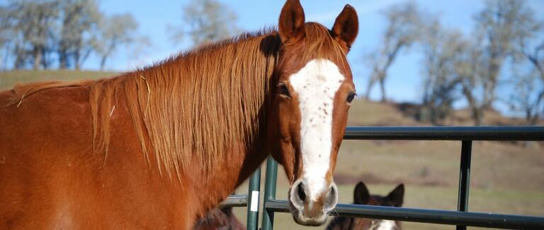 How to adopt or buy a horse | The Humane Society of the United States