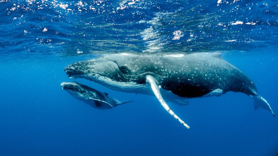 Videos of Blue Whales in Egypt Likely to Be Fake | Al Bawaba