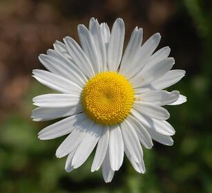 Файл:Leucanthemum vulgare 'Filigran' Flower 2200px.jpg — Вікіпедія