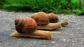 Google Testing A Red "Slow" Label In The Search Results For Slower Sites
