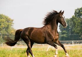 Фестиваль Фестиваль верховой езды и конного спорта Horses Spirit - Харьков Vgorode.ua