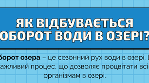 Плакат "Як відбувається оборот води в озері?"
