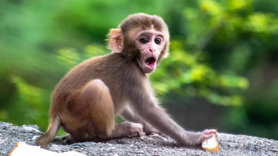 Monkeys involved in killing of over 200 dogs captured in Maharashtra's Beed | India News | Zee News