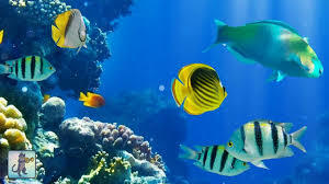What is the trend of tiktok "fish wall in the ocean"? -