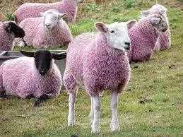 Pink sheep | Pink sheep, Sheep, Animals