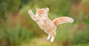 How Cats Used Humans to Conquer the World - The Atlantic