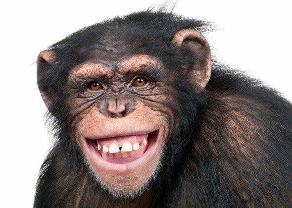 Do you work for a monkey tree organisation? - Chris Skinner's blog
