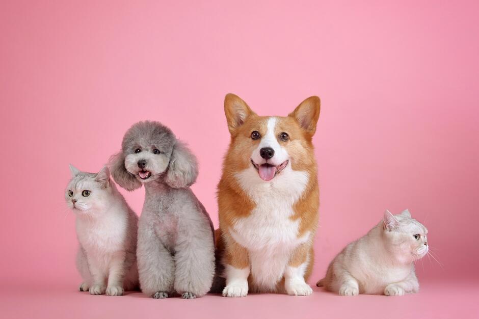 Фестиваль Pets Fest проходит в Минске на этих выходных