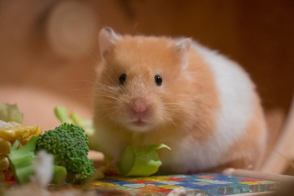 Криптовалюта Hamster Coin за день выросла на 460%