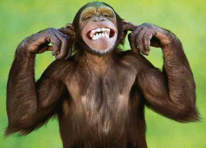Time Management With a Monkey? - Sales Pro Insider