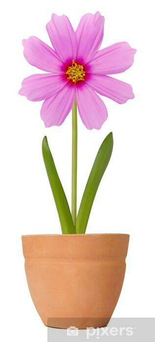 Wall Mural Cosmos flower growing in a flower pot - PIXERS.HK
