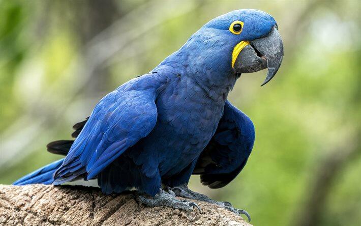 Скачать обои hyacinth macaw, blue macaw, blue parrot, macaw, parrots, tropical birds, blue big parrot для рабочего стола бесплатно. Картинки для рабочего стола бесплатно