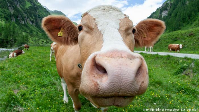 Deadly cows prompt law change for hikers in Austria | News | DW | 12.03.2019