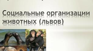 Социальные организации животных (львов)