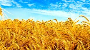 Виховний план (8 клас) на 2022-2023 навчальний рік