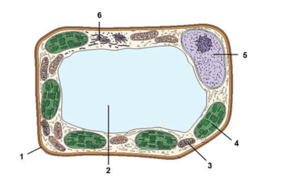 030136ul-986d-287x191.png