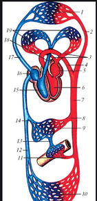 0301391w-0b95-361x747.png