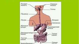 Людина. Травлення.