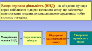 ХАРАКТЕРИСТИКИ ВИЩОЇ НЕРВОВОЇ ДІЯЛЬНОСТІ ЛЮДИНИ