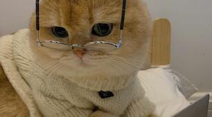 Vocabulary test with the word 'cat'
