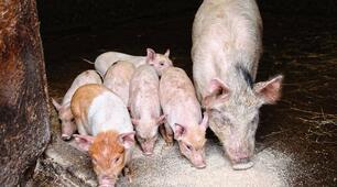 Unit 7. Nature and Animals. Lesson 4