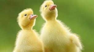 Baby Animals