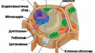 Клітина — одиниця живого. Історія вивчення клітини