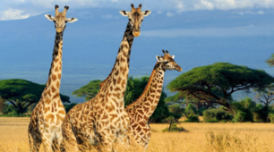 Unit 7. Nature and Animals. Lesson 5. Listening