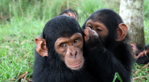 Unit 7. Nature and Animals. Lesson 6. Reading 