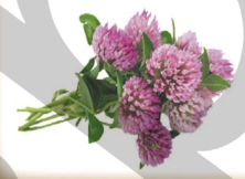 03013lv3-369c-222x162.png