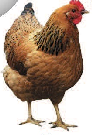 03013nkm-f817-92x135.png