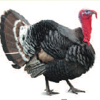 03013nkr-5709-142x141.png