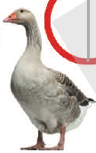 03013nkx-8994-108x171.png
