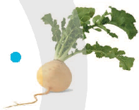 03013nlm-2548-197x157.png