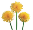 03013s11-742d-109x97.png
