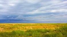 Природні зони України: Степ