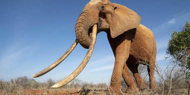 Подія 12 серпня - Всесвітній день слонів або World Elephant Day