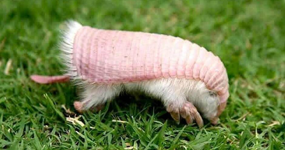 Rare Pink Fairy Armadillo Needs Protection — But Not As A Pet - The Dodo