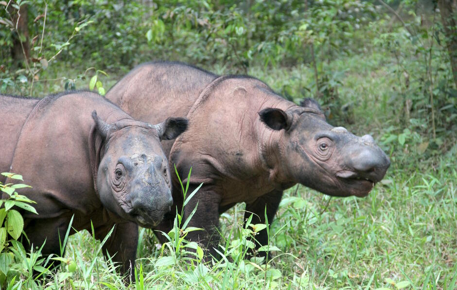 Sumatran rhinos show low inbreeding — but when it happens, collapse is quick | Focusing on Wildlife